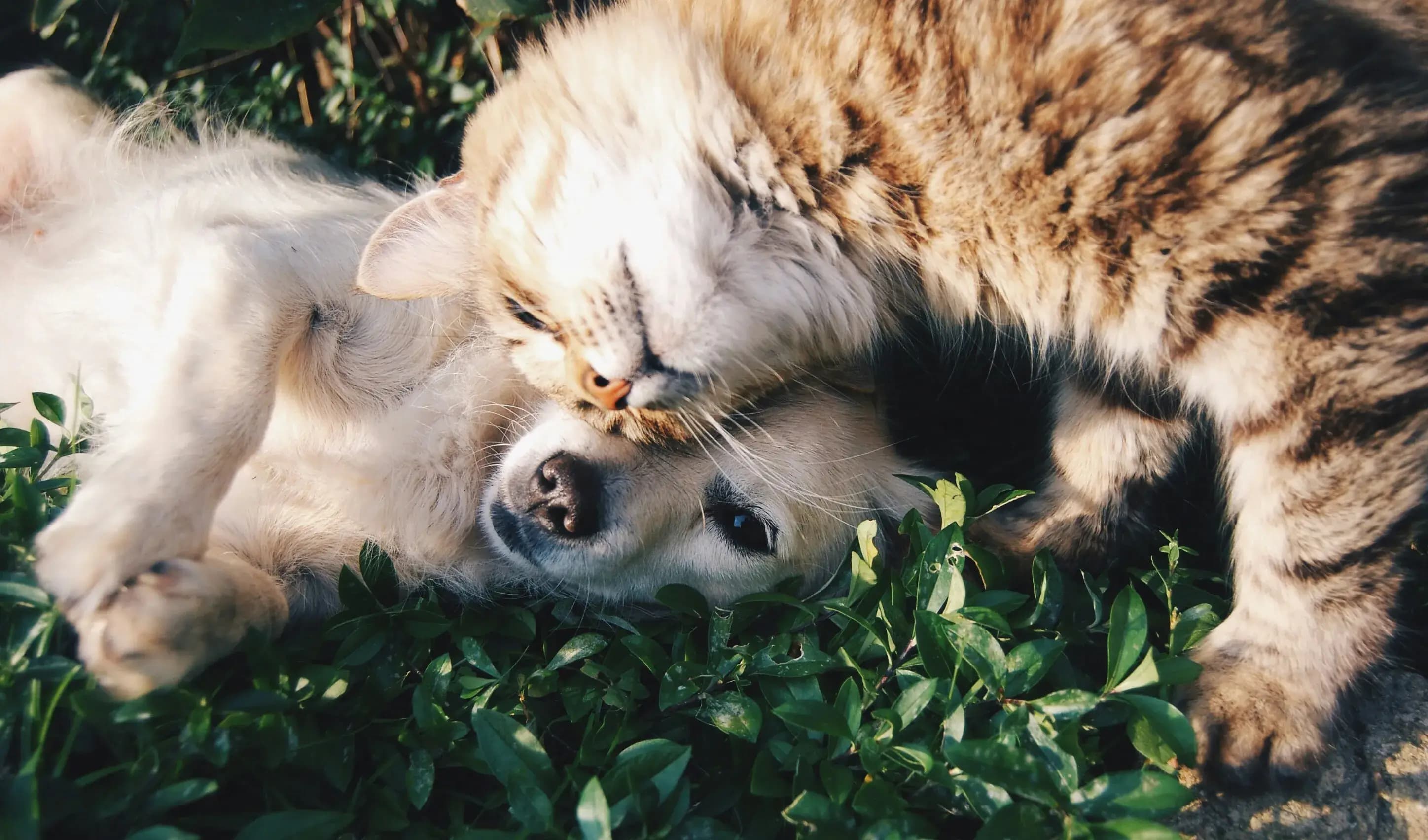 Chien et chat - animaux de compagnie